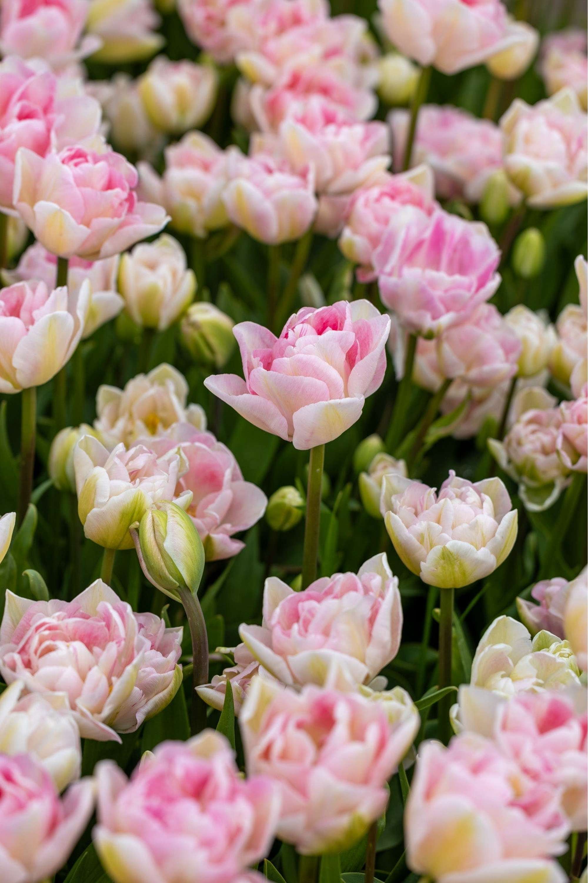 Tulpe 'Angelique'